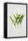 Lily of the valley-Sally Crosthwaite-Framed Stretched Canvas