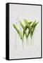 Lily of the valley-Sally Crosthwaite-Framed Stretched Canvas