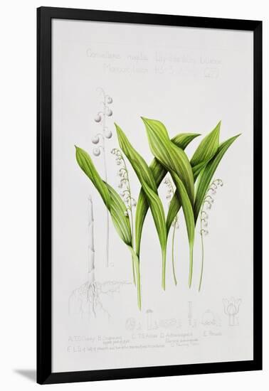 Lily of the valley-Sally Crosthwaite-Framed Giclee Print