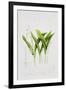 Lily of the valley-Sally Crosthwaite-Framed Premium Giclee Print