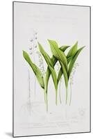 Lily of the valley-Sally Crosthwaite-Mounted Premium Giclee Print