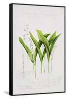 Lily of the valley-Sally Crosthwaite-Framed Stretched Canvas