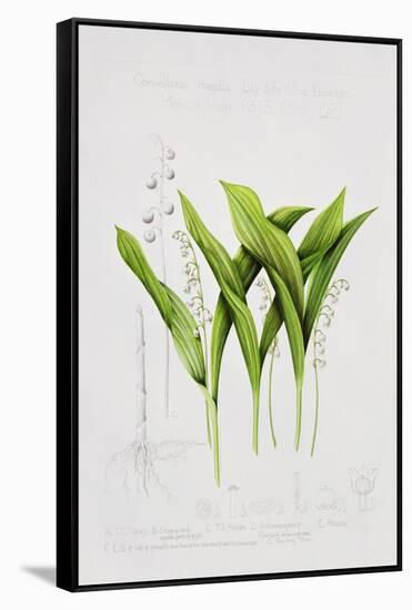 Lily of the valley-Sally Crosthwaite-Framed Stretched Canvas