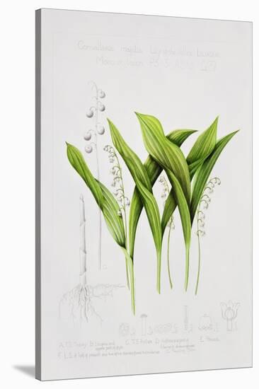 Lily of the valley-Sally Crosthwaite-Stretched Canvas