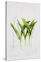 Lily of the valley-Sally Crosthwaite-Stretched Canvas