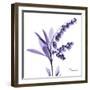 Lily of the Valley-Albert Koetsier-Framed Art Print