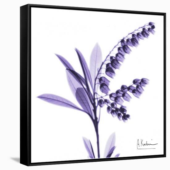 Lily of the Valley-Albert Koetsier-Framed Stretched Canvas