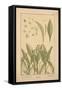 Lily of the Valley-null-Framed Stretched Canvas