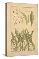 Lily of the Valley-null-Stretched Canvas