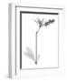 Lily Of The Vally Bush H07-Albert Koetsier-Framed Art Print