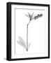 Lily Of The Vally Bush H07-Albert Koetsier-Framed Art Print