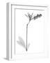Lily Of The Vally Bush H07-Albert Koetsier-Framed Art Print