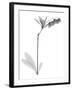 Lily Of The Vally Bush H07-Albert Koetsier-Framed Art Print