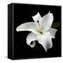 Lily on Black I-Jim Christensen-Framed Stretched Canvas