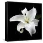 Lily on Black I-Jim Christensen-Framed Stretched Canvas