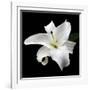 Lily on Black I-Jim Christensen-Framed Photographic Print