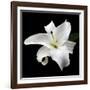 Lily on Black I-Jim Christensen-Framed Photographic Print