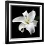 Lily on Black I-Jim Christensen-Framed Photographic Print