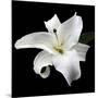 Lily on Black I-Jim Christensen-Mounted Photographic Print