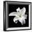 Lily on Black I-Jim Christensen-Framed Photographic Print