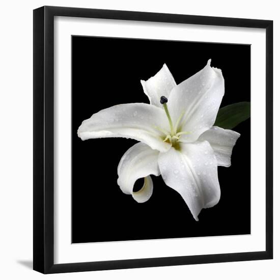 Lily on Black I-Jim Christensen-Framed Photographic Print