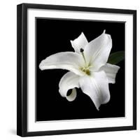 Lily on Black I-Jim Christensen-Framed Photographic Print