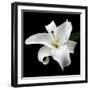 Lily on Black I-Jim Christensen-Framed Photographic Print