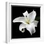 Lily on Black I-Jim Christensen-Framed Photographic Print