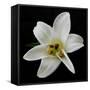 Lily on Black II-Jim Christensen-Framed Stretched Canvas