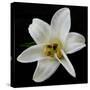 Lily on Black II-Jim Christensen-Stretched Canvas