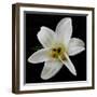 Lily on Black II-Jim Christensen-Framed Photographic Print