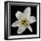 Lily on Black II-Jim Christensen-Framed Photographic Print