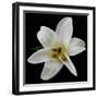 Lily on Black II-Jim Christensen-Framed Photographic Print