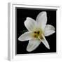 Lily on Black II-Jim Christensen-Framed Photographic Print