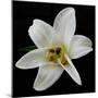 Lily on Black II-Jim Christensen-Mounted Photographic Print