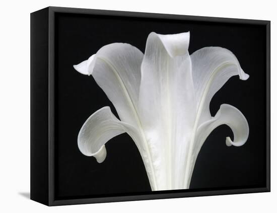 Lily on Black III-Jim Christensen-Framed Stretched Canvas