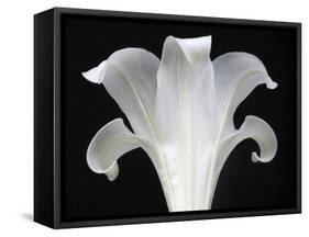 Lily on Black III-Jim Christensen-Framed Stretched Canvas