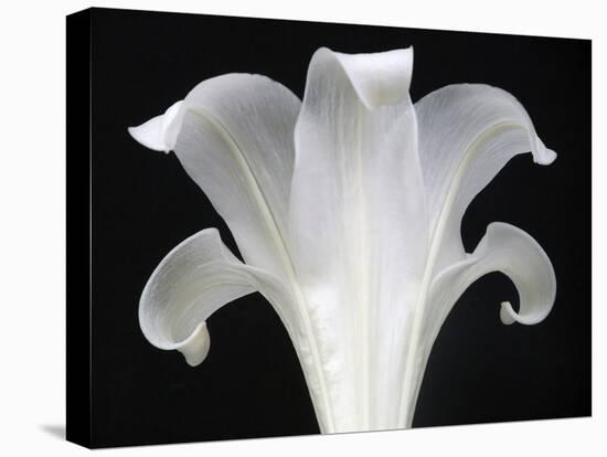Lily on Black III-Jim Christensen-Stretched Canvas