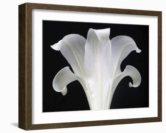 Lily on Black III-Jim Christensen-Framed Photographic Print