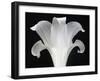 Lily on Black III-Jim Christensen-Framed Photographic Print