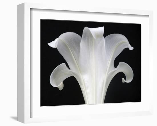 Lily on Black III-Jim Christensen-Framed Photographic Print