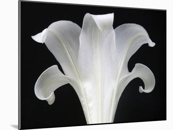 Lily on Black III-Jim Christensen-Mounted Photographic Print