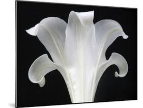 Lily on Black III-Jim Christensen-Mounted Photographic Print