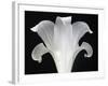 Lily on Black III-Jim Christensen-Framed Photographic Print