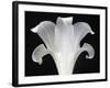 Lily on Black III-Jim Christensen-Framed Photographic Print