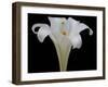 Lily on Black IV-Jim Christensen-Framed Photographic Print