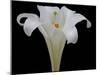 Lily on Black IV-Jim Christensen-Mounted Photographic Print