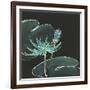 Lily on Black IV-Chris Paschke-Framed Art Print