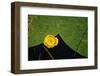 Lily pad on pond, 2020, (photograph)-Ant Smith-Framed Photographic Print