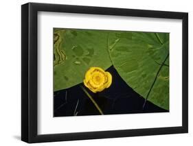 Lily pad on pond, 2020, (photograph)-Ant Smith-Framed Photographic Print